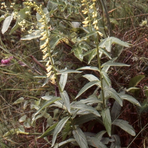 Photographie n°2141741 du taxon Digitalis lutea L.