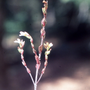 Photographie n°2141790 du taxon Euphrasia micrantha Rchb. [1831]