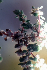 Liliane Roubaudi, le 19 août 2005 (Fraisse-sur-Agout)