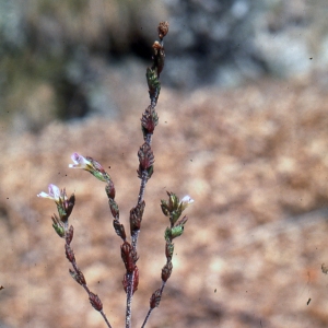 Photographie n°2141793 du taxon Euphrasia micrantha Rchb. [1831]