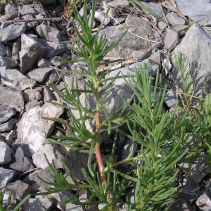 Photographie n°2141864 du taxon Salsola kali L. [1753]