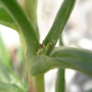 Photographie n°2141866 du taxon Salsola kali L. [1753]