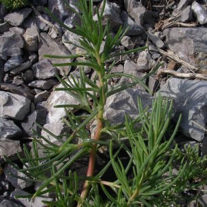 Photographie n°2141868 du taxon Salsola kali L. [1753]