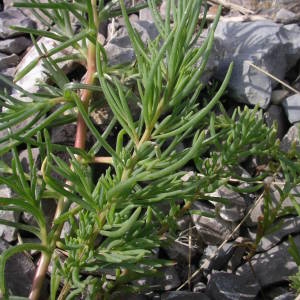 Photographie n°2141869 du taxon Salsola kali L. [1753]