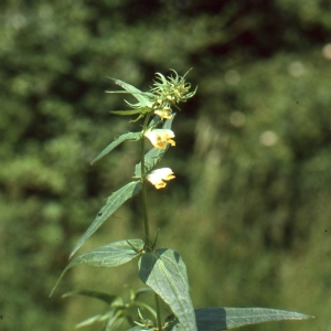 Photographie n°2141878 du taxon Melampyrum pratense L. [1753]