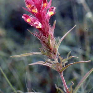 Photographie n°2141881 du taxon Melampyrum arvense L. [1753]