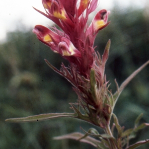 Photographie n°2141882 du taxon Melampyrum arvense L. [1753]