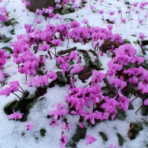 Photographie n°2141921 du taxon Cyclamen L. [1753]