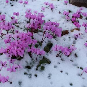 Photographie n°2141922 du taxon Cyclamen L. [1753]