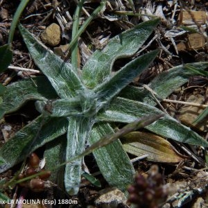 Photographie n°2141942 du taxon Plantago monosperma Pourr. [1788]