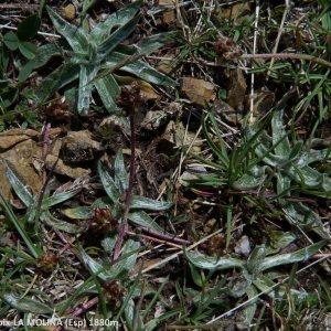 Photographie n°2141943 du taxon Plantago monosperma Pourr. [1788]