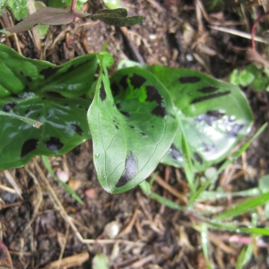 Photographie n°2141946 du taxon Arum maculatum L. [1753]