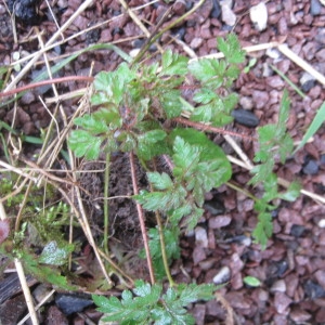 Photographie n°2141960 du taxon Geranium robertianum L. [1753]