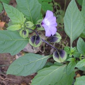 Photographie n°2141995 du taxon Nicandra physalodes (L.) Gaertn. [1791]