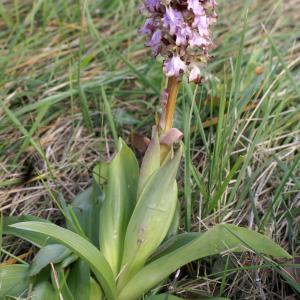 Photographie n°2142004 du taxon Himantoglossum robertianum (Loisel.) P.Delforge [1999]