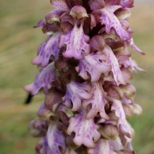 Photographie n°2142006 du taxon Himantoglossum robertianum (Loisel.) P.Delforge [1999]