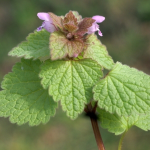 Photographie n°2142010 du taxon Lamium purpureum L. [1753]