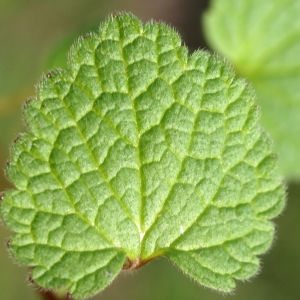 Photographie n°2142014 du taxon Lamium purpureum L. [1753]