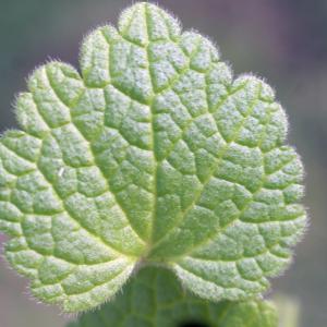 Photographie n°2142016 du taxon Lamium purpureum L. [1753]