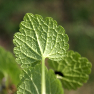 Photographie n°2142017 du taxon Lamium purpureum L. [1753]