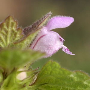 Photographie n°2142023 du taxon Lamium purpureum L. [1753]