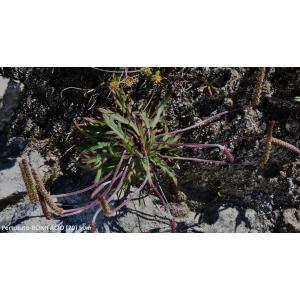 Plantago coronopus subsp. humilis (Guss.) Gamisans (Plantain humble)