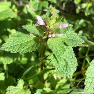 Photographie n°2142094 du taxon Lamium purpureum L. [1753]