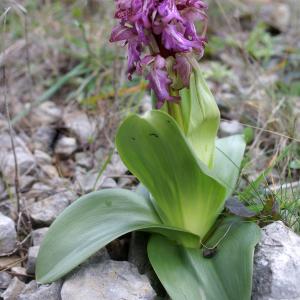 Photographie n°2142115 du taxon Himantoglossum robertianum (Loisel.) P.Delforge [1999]