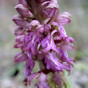Photographie n°2142116 du taxon Himantoglossum robertianum (Loisel.) P.Delforge [1999]