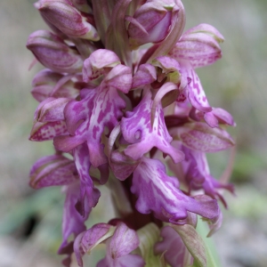 Photographie n°2142117 du taxon Himantoglossum robertianum (Loisel.) P.Delforge [1999]