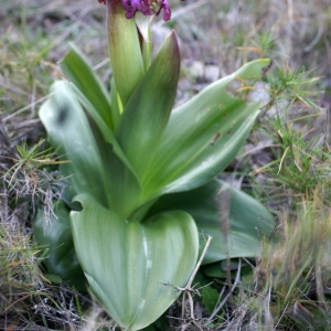 Photographie n°2142118 du taxon Himantoglossum robertianum (Loisel.) P.Delforge [1999]