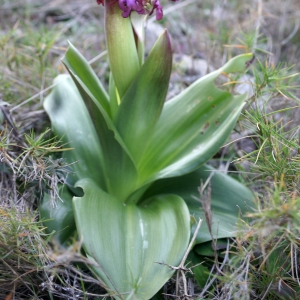 Photographie n°2142119 du taxon Himantoglossum robertianum (Loisel.) P.Delforge [1999]
