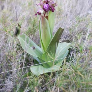 Photographie n°2142121 du taxon Himantoglossum robertianum (Loisel.) P.Delforge [1999]