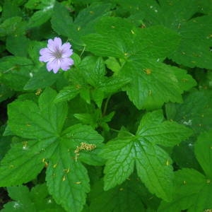 Photographie n°2142178 du taxon Geranium nodosum L. [1753]