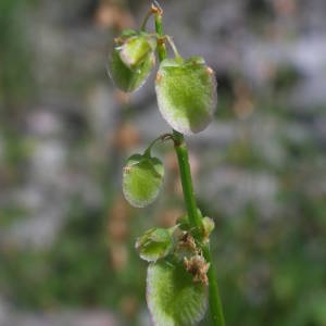 Photographie n°2142182 du taxon Rumex scutatus L. [1753]