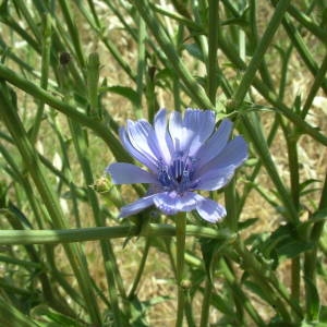 Photographie n°2142208 du taxon Cichorium intybus L. [1753]