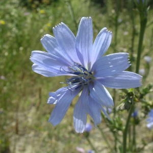 Photographie n°2142210 du taxon Cichorium intybus L. [1753]