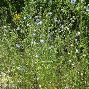 Photographie n°2142211 du taxon Cichorium intybus L. [1753]