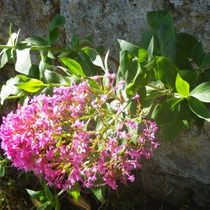 Photographie n°2142214 du taxon Centranthus ruber (L.) DC. [1805]