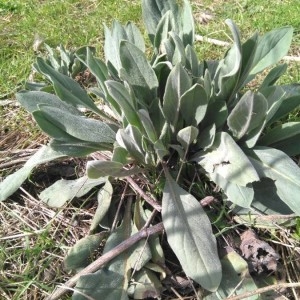 Photographie n°2142231 du taxon Verbascum thapsus L. [1753]