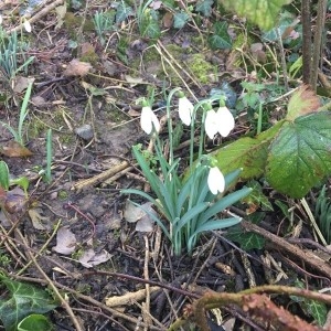 Photographie n°2142237 du taxon Galanthus nivalis L. [1753]