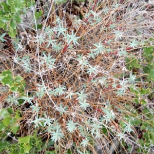 Photographie n°2142246 du taxon Euphorbia spinosa L. [1753]