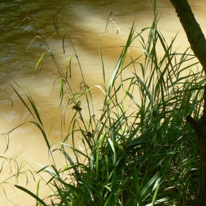 Photographie n°2142270 du taxon Carex pendula Huds. [1762]