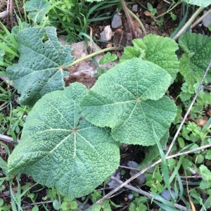 Photographie n°2142283 du taxon Alcea rosea L.