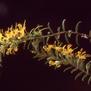 Photographie n°2142318 du taxon Odontites luteus (L.) Clairv. [1811]