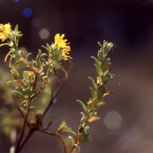 Photographie n°2142319 du taxon Odontites luteus (L.) Clairv. [1811]