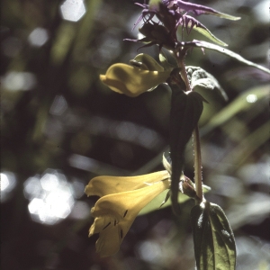 Photographie n°2142321 du taxon Melampyrum nemorosum L. [1753]