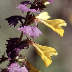 Photographie n°2142322 du taxon Melampyrum nemorosum L. [1753]