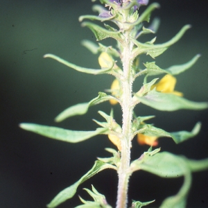 Photographie n°2142323 du taxon Melampyrum nemorosum L. [1753]