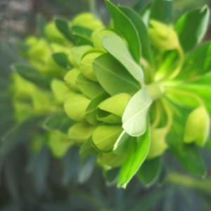 Photographie n°2142338 du taxon Euphorbia characias L. [1753]